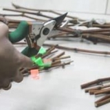 Kako razmnožiti reznice grožđa u jesen